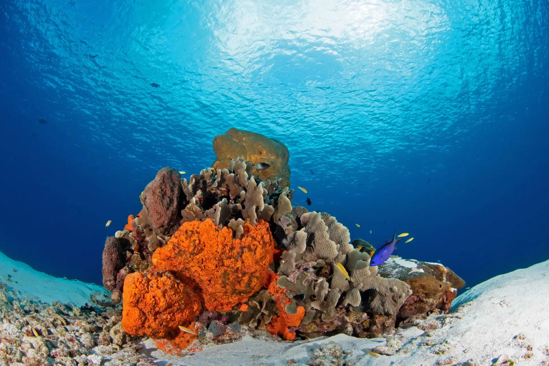 Buceador en caverna subacuática iluminada por haces de luz natural con formaciones rocosas y visibilidad cristalina<br />
