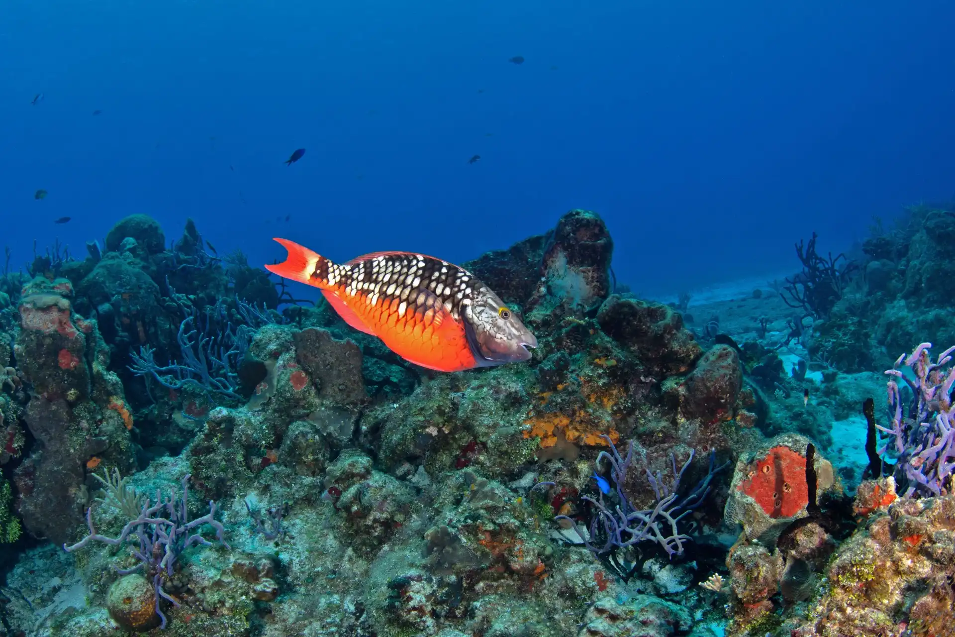 Peces tropicales en un arrecife de coral de Cancún durante un buceo en mar