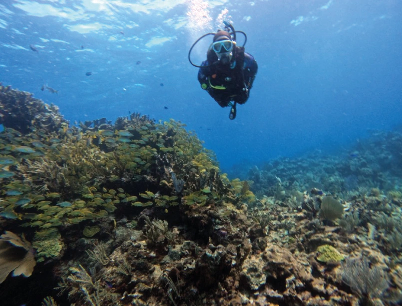 Cursos de buceo PADI en Cancún con un buzo sobre un arrecife de coral