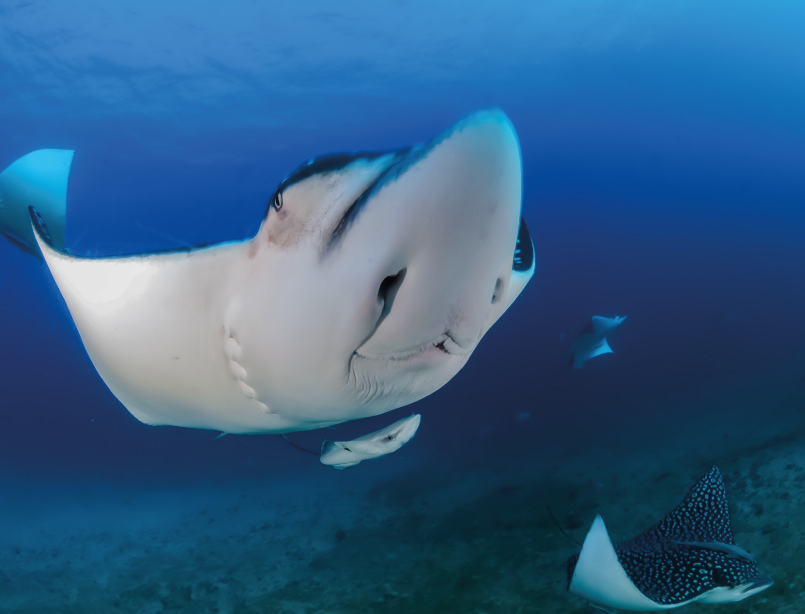 Raya águila nadando bajo el agua cerca de Cancún durante una inmersión en el mar