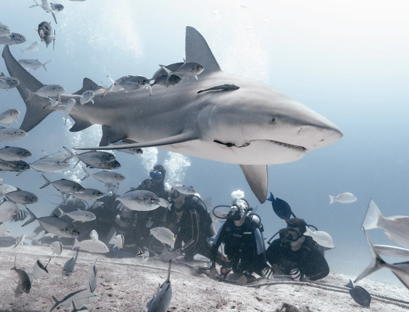Tiburón toro nadando cerca de buzos durante la Experiencia con tiburón toro en Cancún (Nov a Feb)