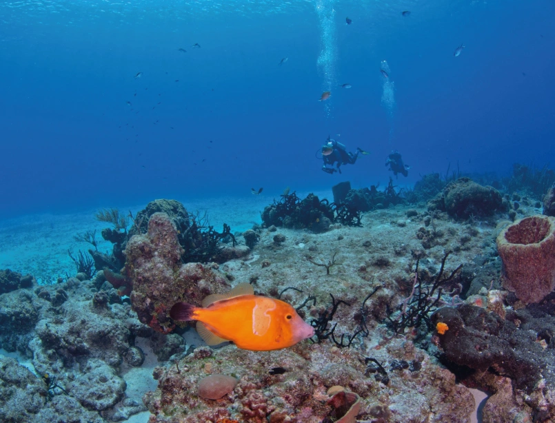 Pez de arrecife naranja en el fondo marino con buzos al fondo en CancúnPez de arrecife naranja en el fondo marino con buzos al fondo en Cancún
