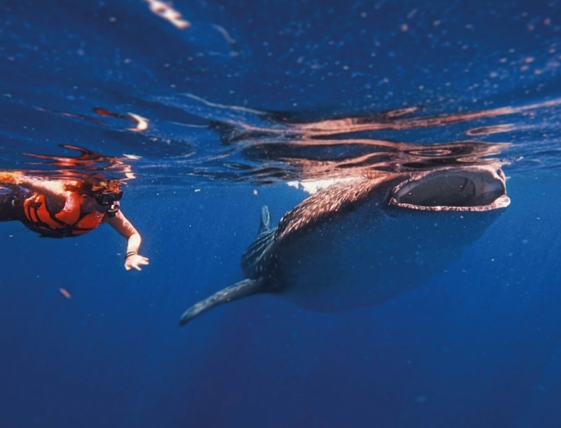 Snorkel con tiburón ballena cerca de Cancún en el Mar Caribe