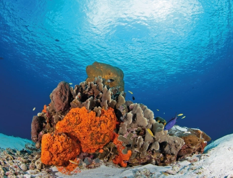 Arrecife de coral colorido en Cancún con peces tropicales